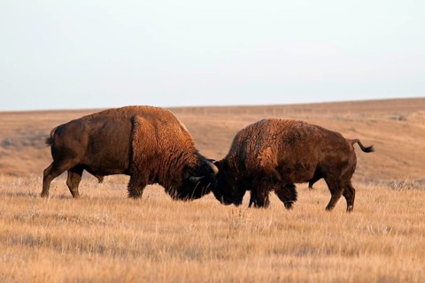 Plains bison