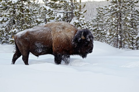 North American Bison