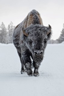 North American Bison