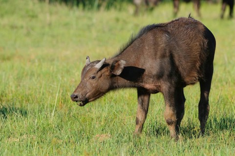 African buffalo