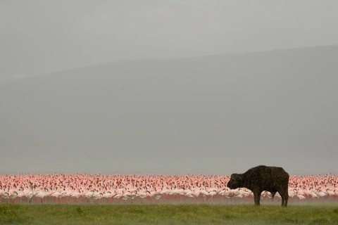 African buffalo