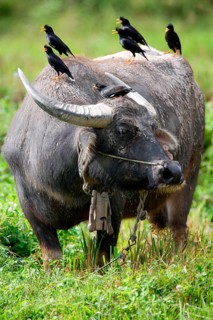 Bubalus arnee f. bubalis