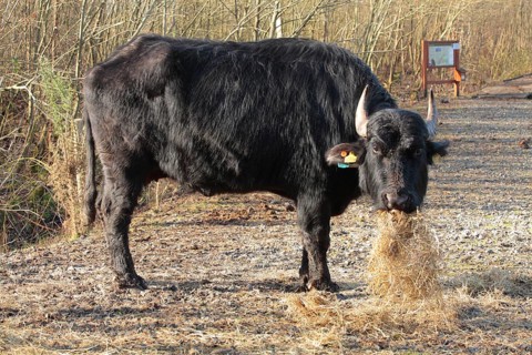 Bubalus arnee f. bubalis