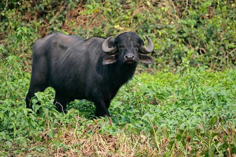 Bubalus arnee f. bubalis