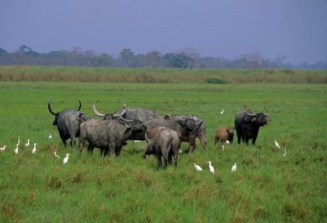 Bubalus arnee f. bubalis
