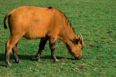 Red Buffalo