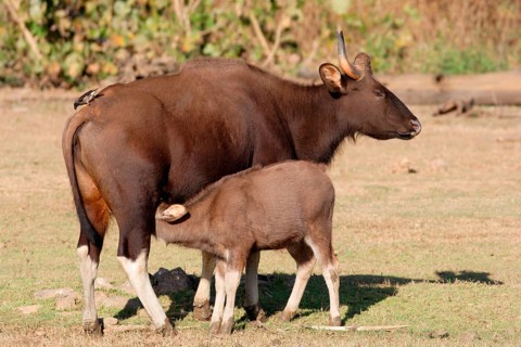 Gaur