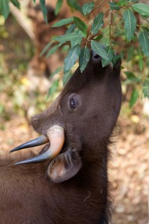 Gaur