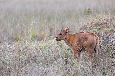 Gaur
