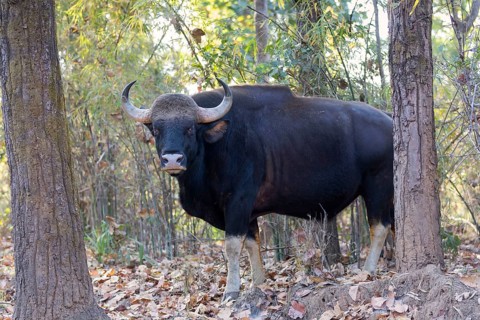 Gaur