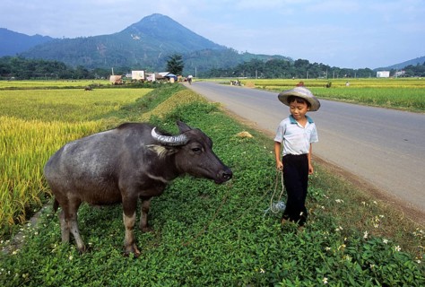 Bubalus arnee f. bubalis