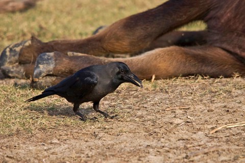 House crow