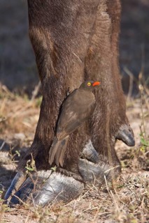 Red-billed Oxpecker