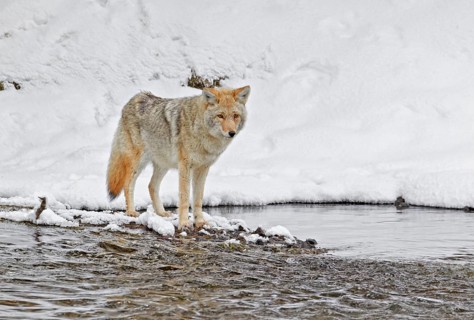 Coyote