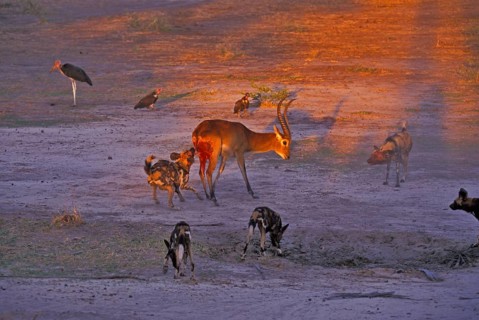 African wild dog