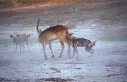 African wild dog