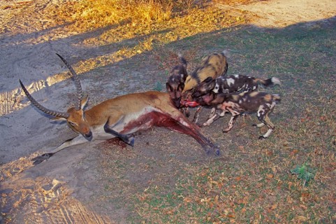African wild dog
