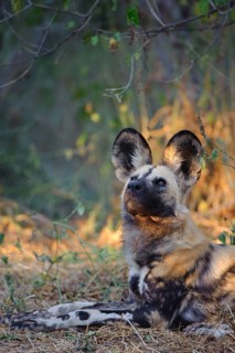 African wild dog