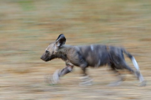 African wild dog