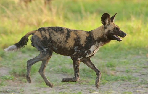 African wild dog