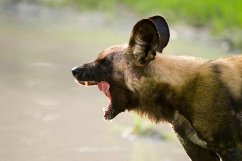 African wild dog