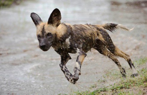 African wild dog