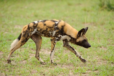 African wild dog