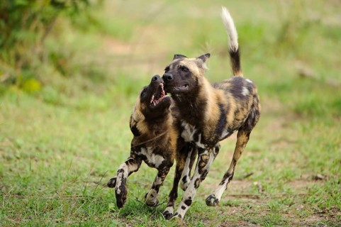 African wild dog