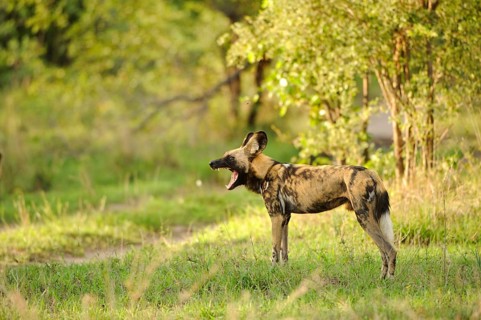 African wild dog