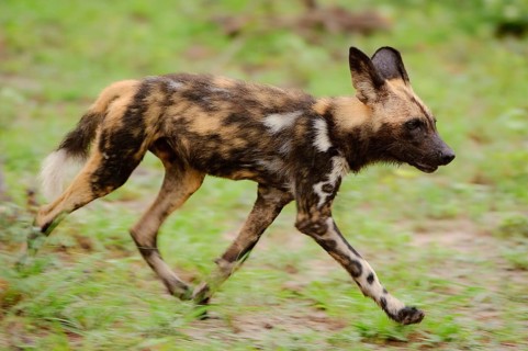 African wild dog