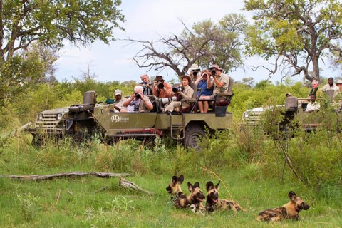 African wild dog