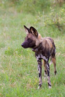 African wild dog