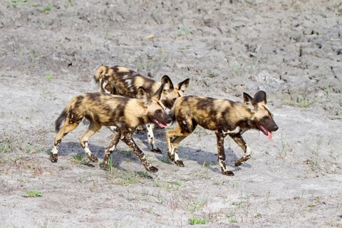 African wild dog