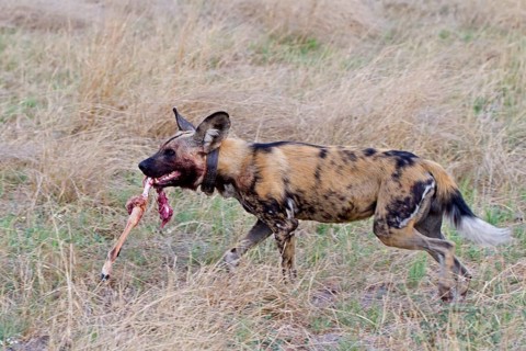 African wild dog
