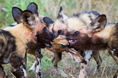 African wild dog