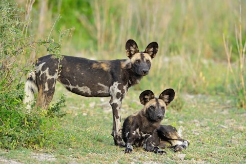 African wild dog