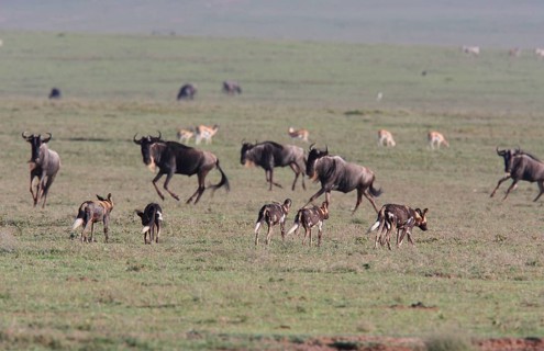 African wild dog