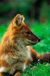 Dhole