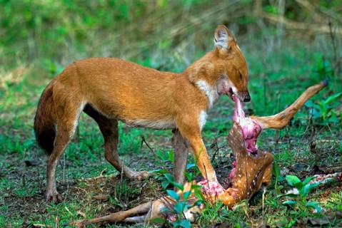 Dhole