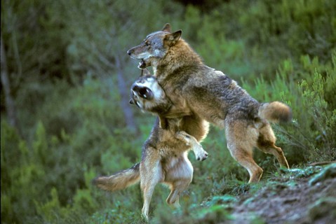 Iberian wolf