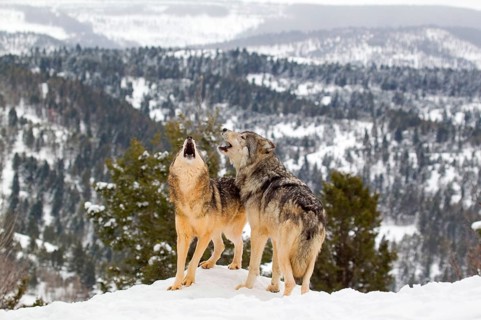 Wolf