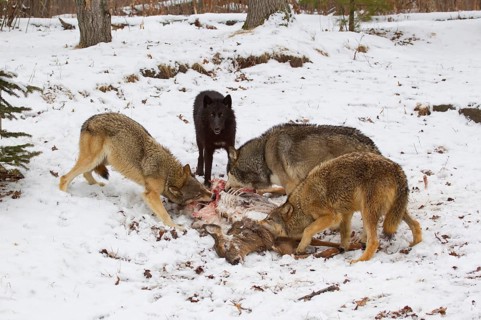 Grey gray wolf