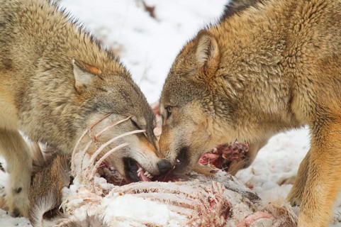 Grey gray wolf