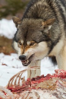 Grey wolf