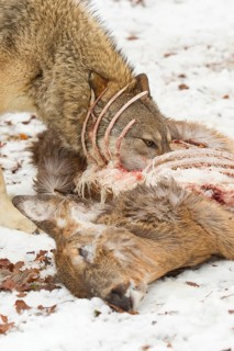 Grey gray wolf