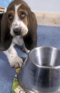 Basset Hound