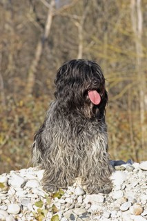 Domestic Dog