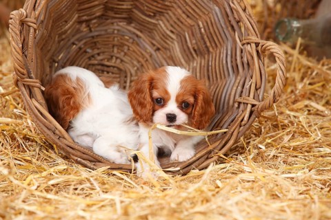 Cavalier-King-Charles-Spaniel