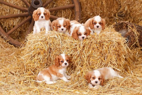 Cavalier-King-Charles-Spaniel