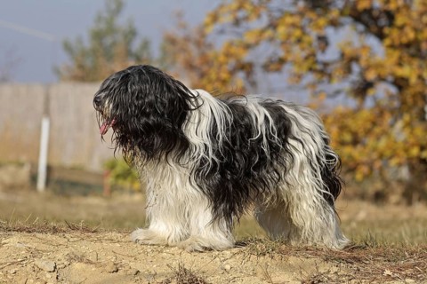 Domestic Dog